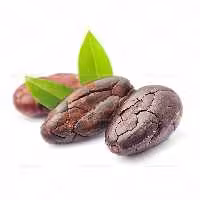 عکس دانه کاکائو باکیفیت | گرافیک با طعم تربچه