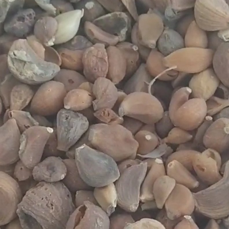سیر حبه ای خشک