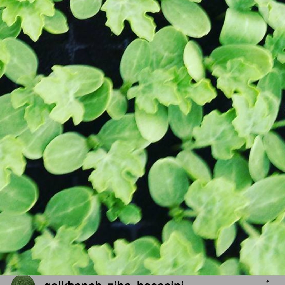 خیار گلخانه ای اینچی بسته 20 عددی
