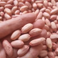 بادام زمینی آستانه اشرفیه خام درجه یک 500گرم محصول(1403)