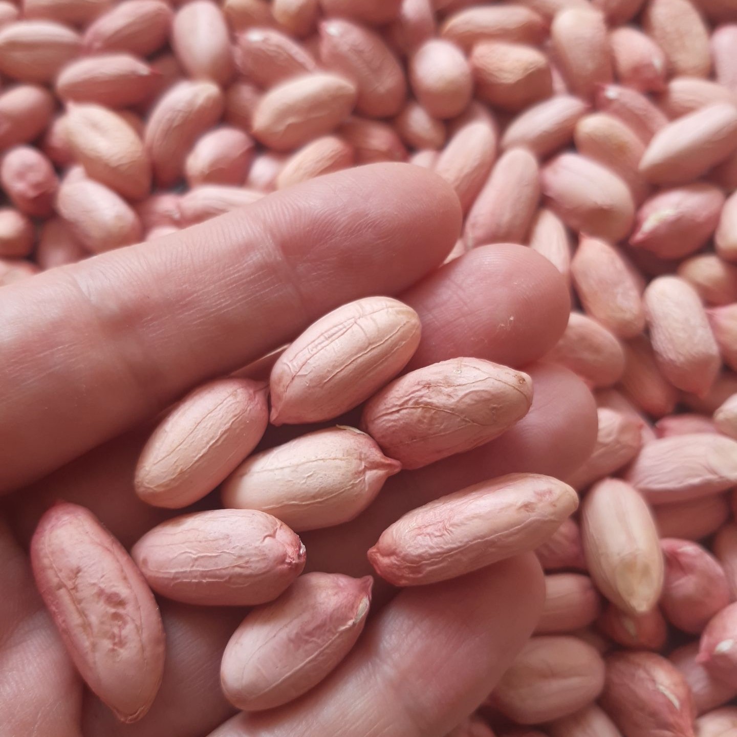 بادام زمینی آستانه اشرفیه خام درجه یک 500گرم محصول(1403)