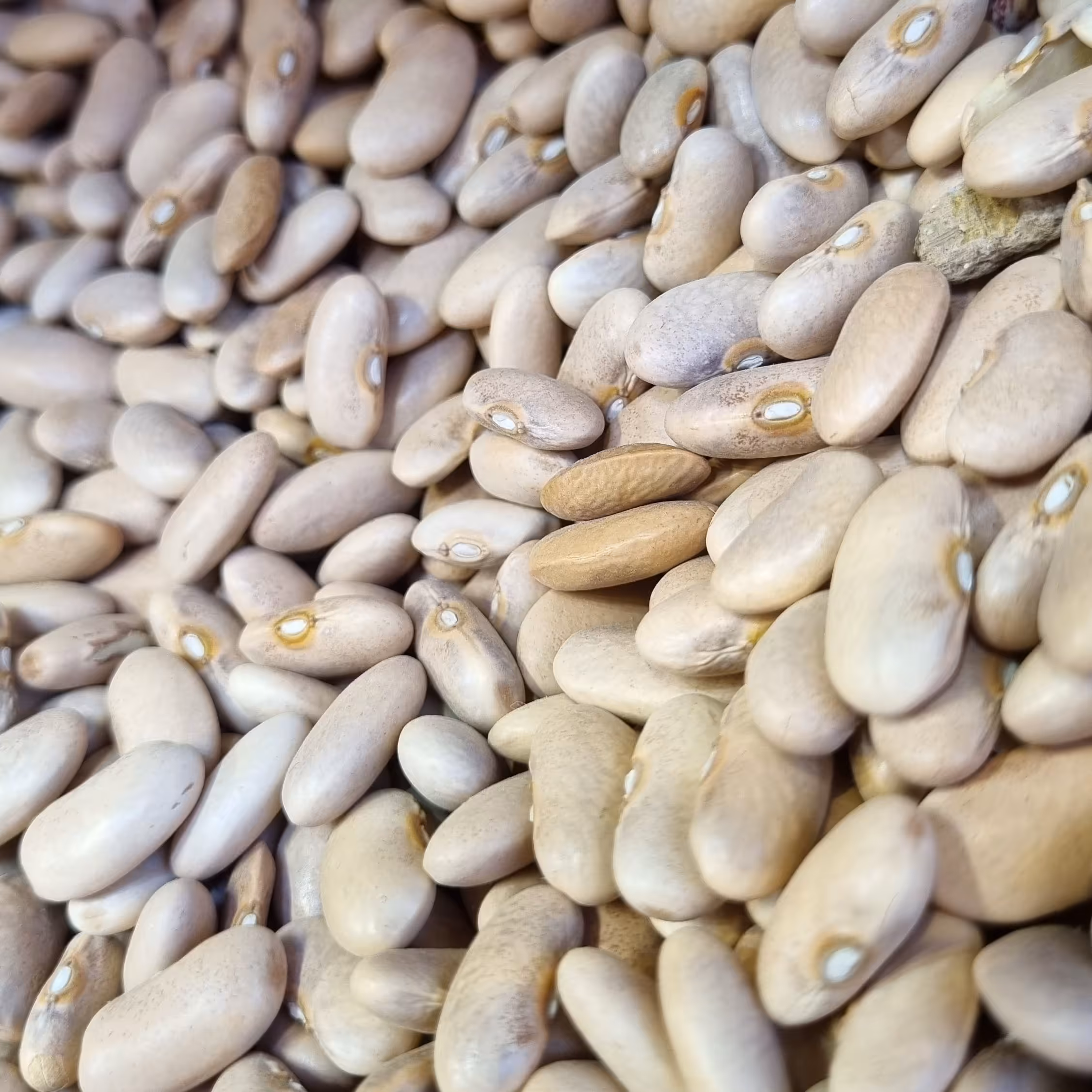 بهترین قیمت لوبیا رشتی یک کیلو خوش پخت با بهترین کیفیت