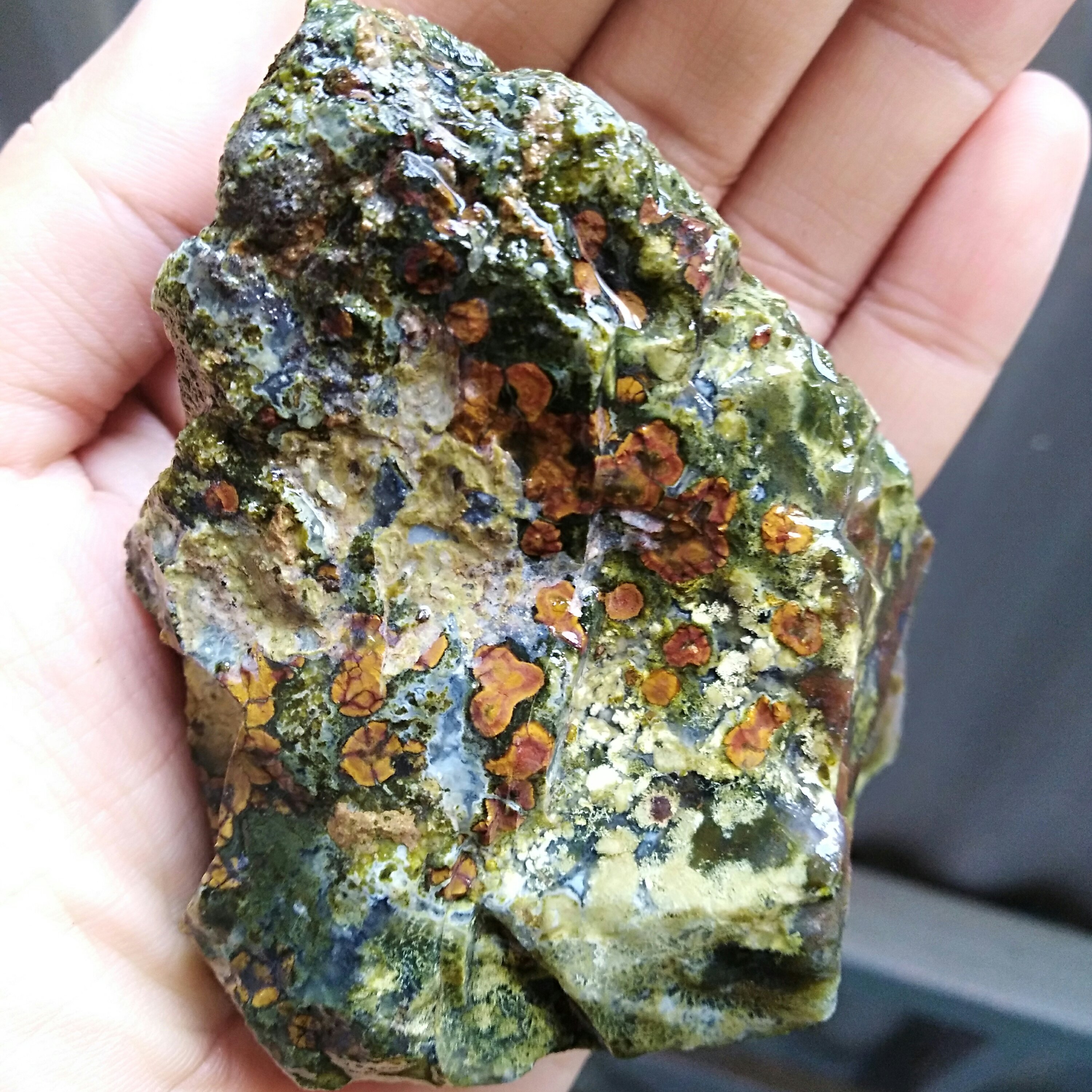 راف جاسپر اقیانوسی(باباقوری دار) بسیار زیبا دیدنی
کاملا طبیعی