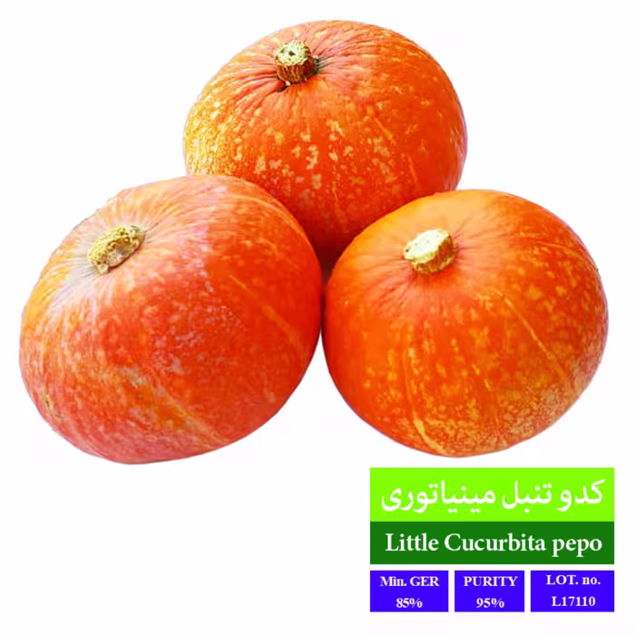 بذر کدو تنبل مینیاتوری بذر طلایی رویان 