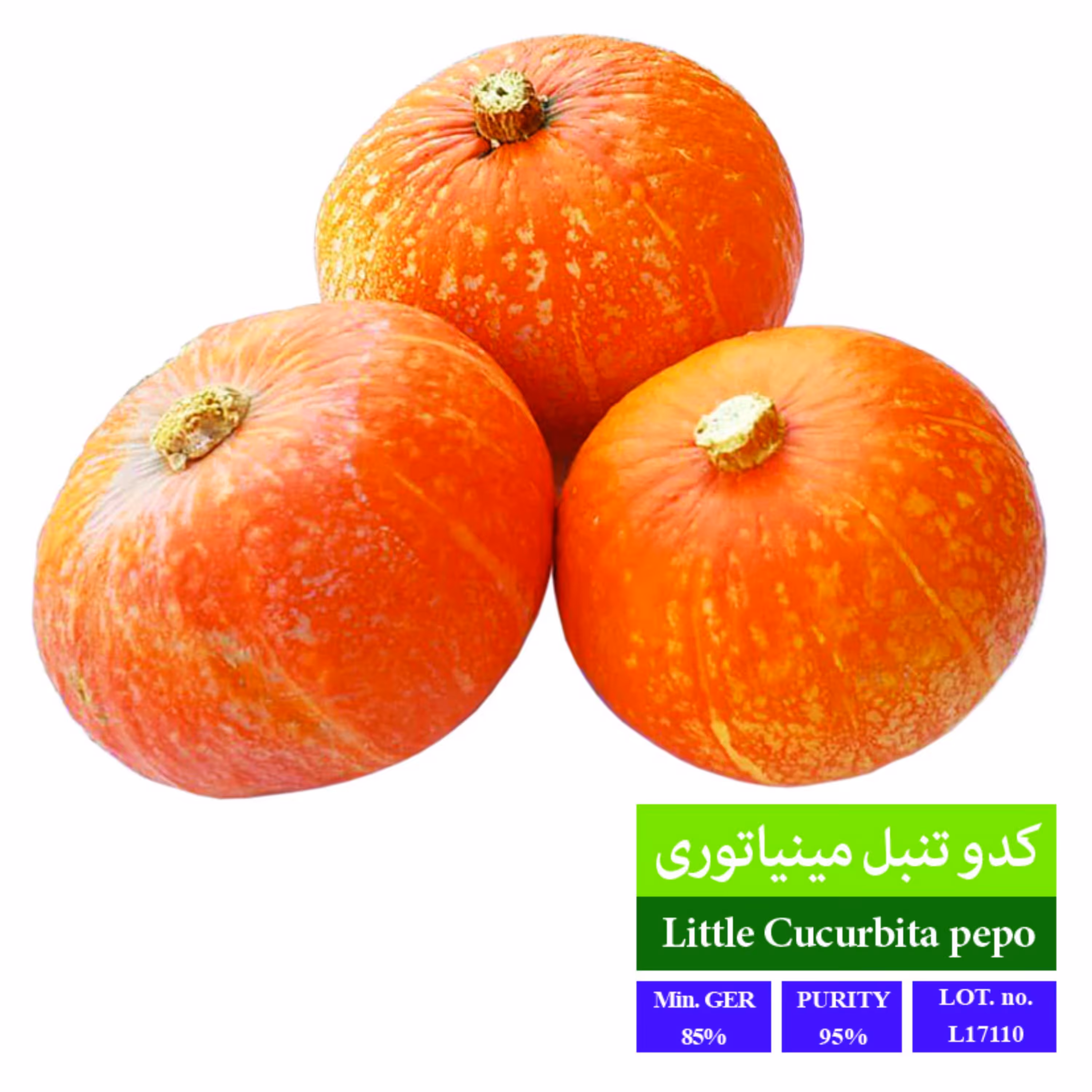 بذر کدو تنبل مینیاتوری بذر طلایی رویان 