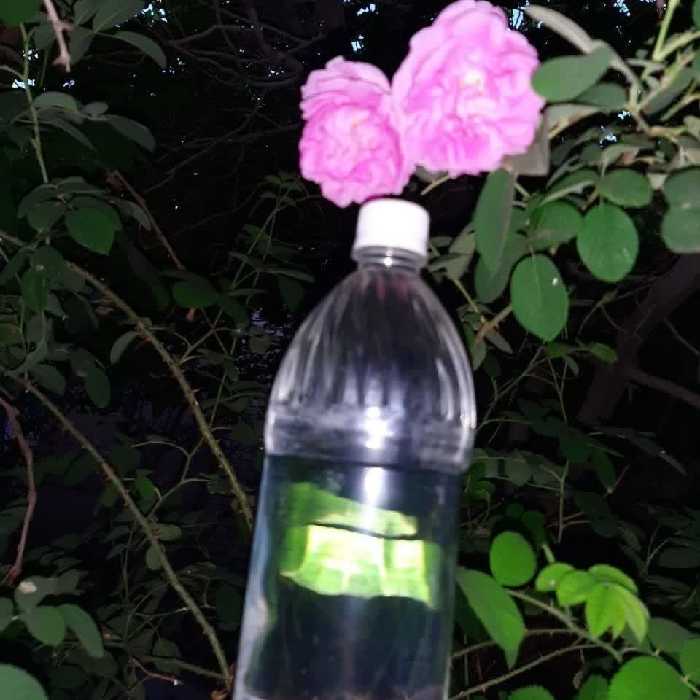 گلاب اصل و عالی خوش طعم و خوش عطر