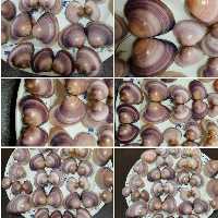 دوکفه ای رنگی