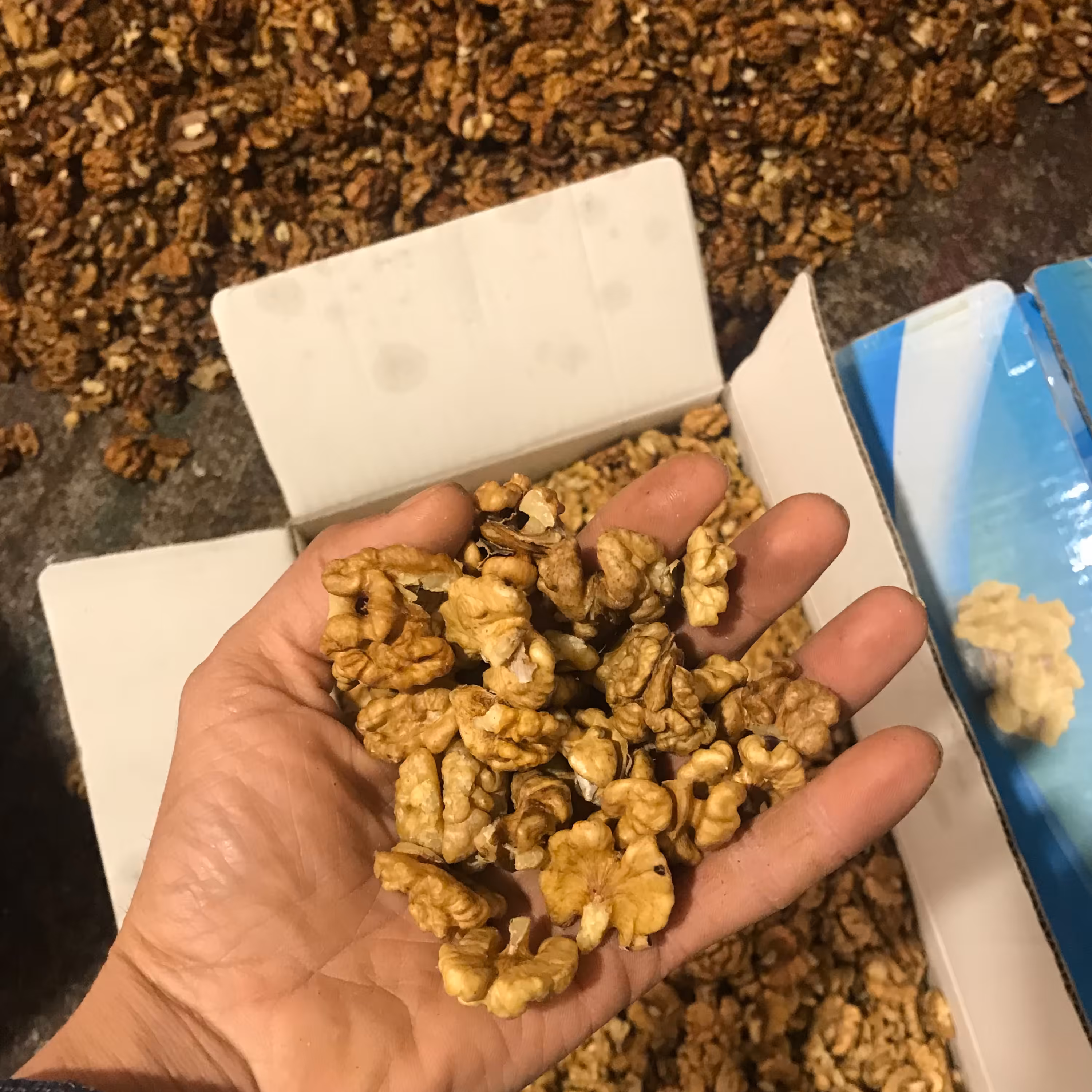 مغز گردو سفید (900گرم)