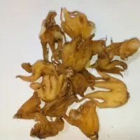 ثعلب پنجه ای 10 گرم 