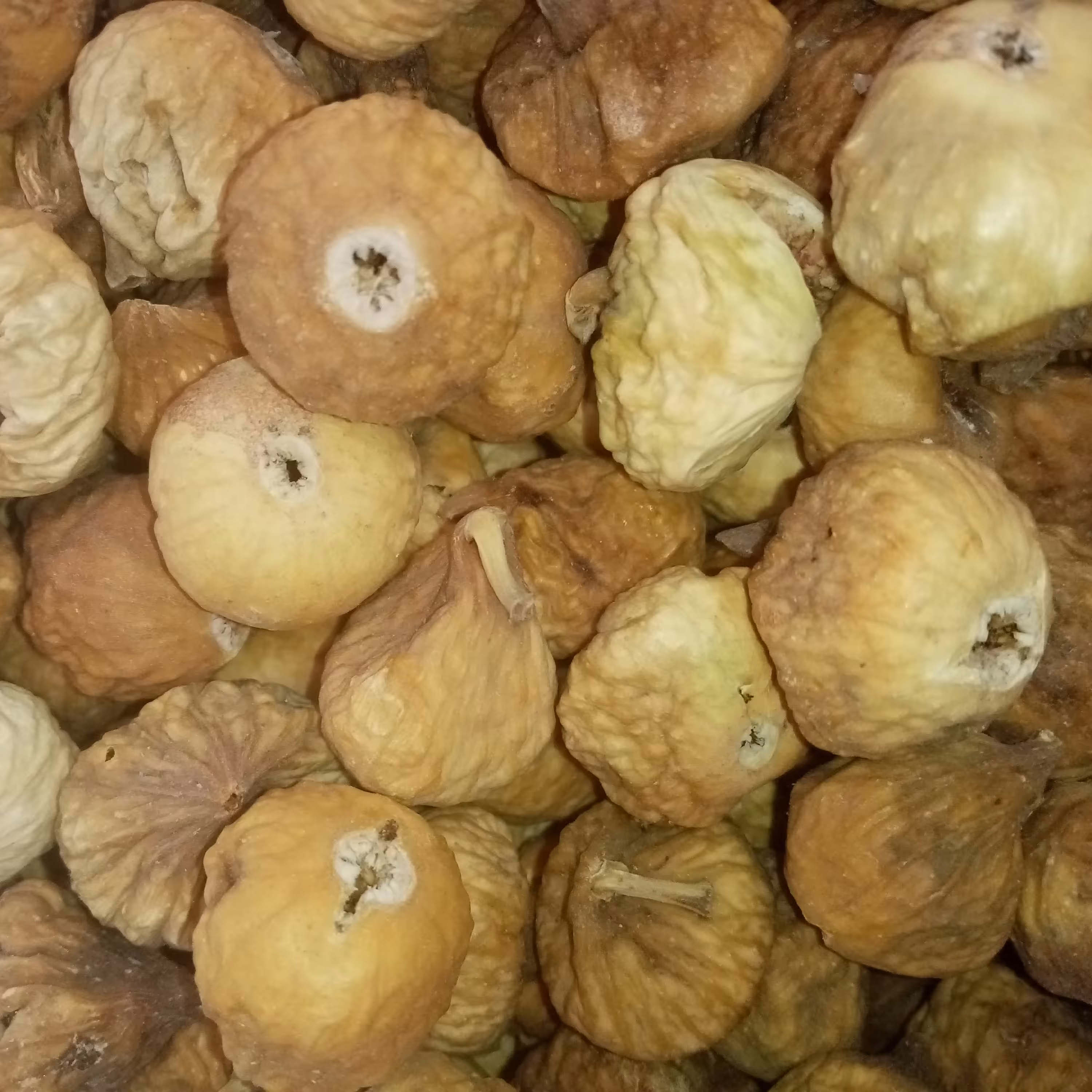 انجیر استهبان 