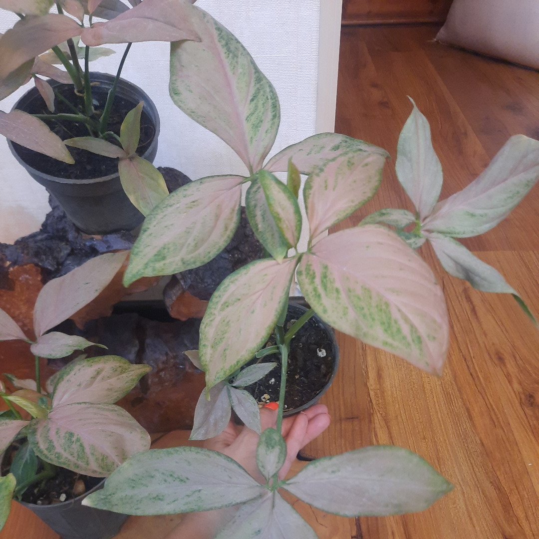 سینگنیوم بال فرشته