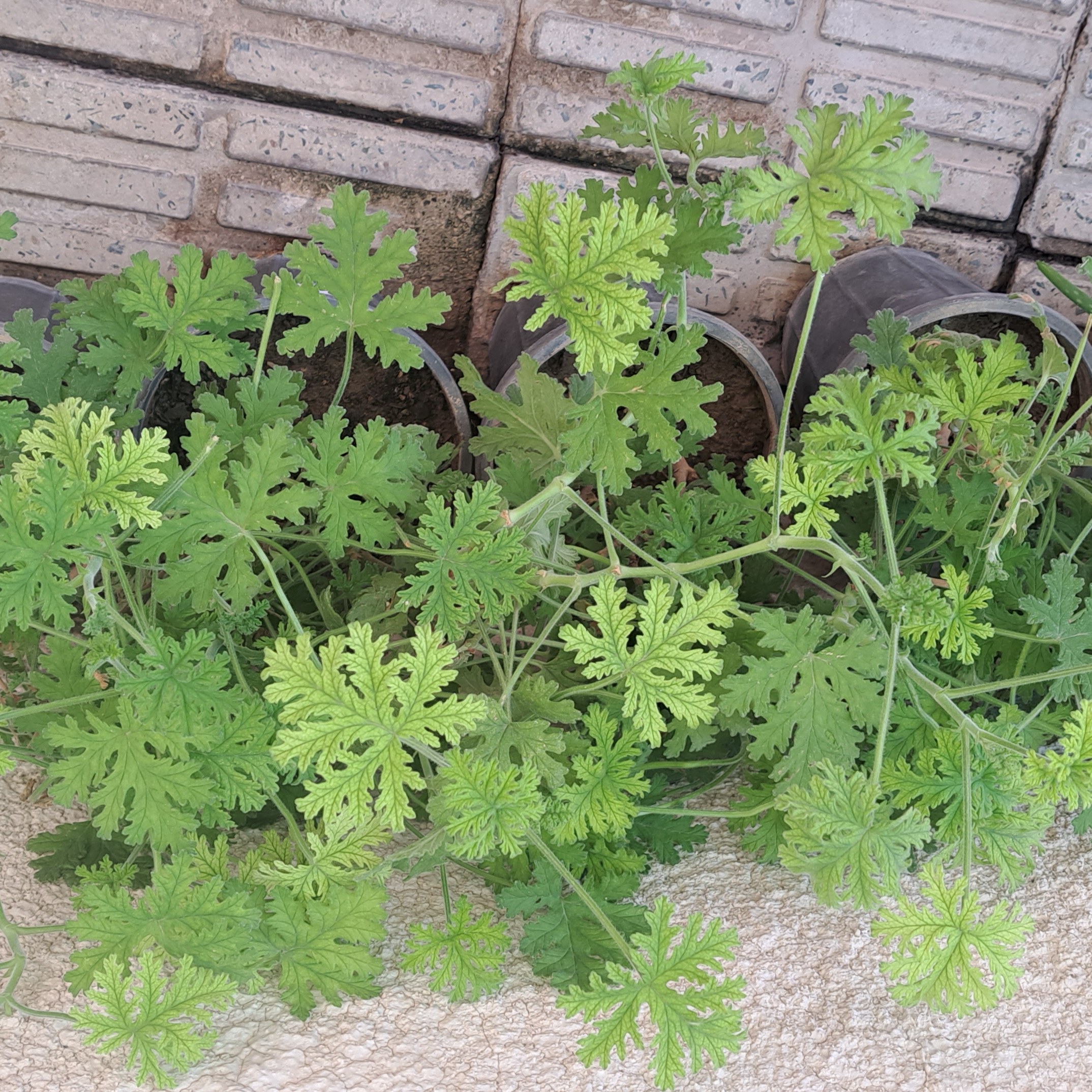 گل چایی معطر