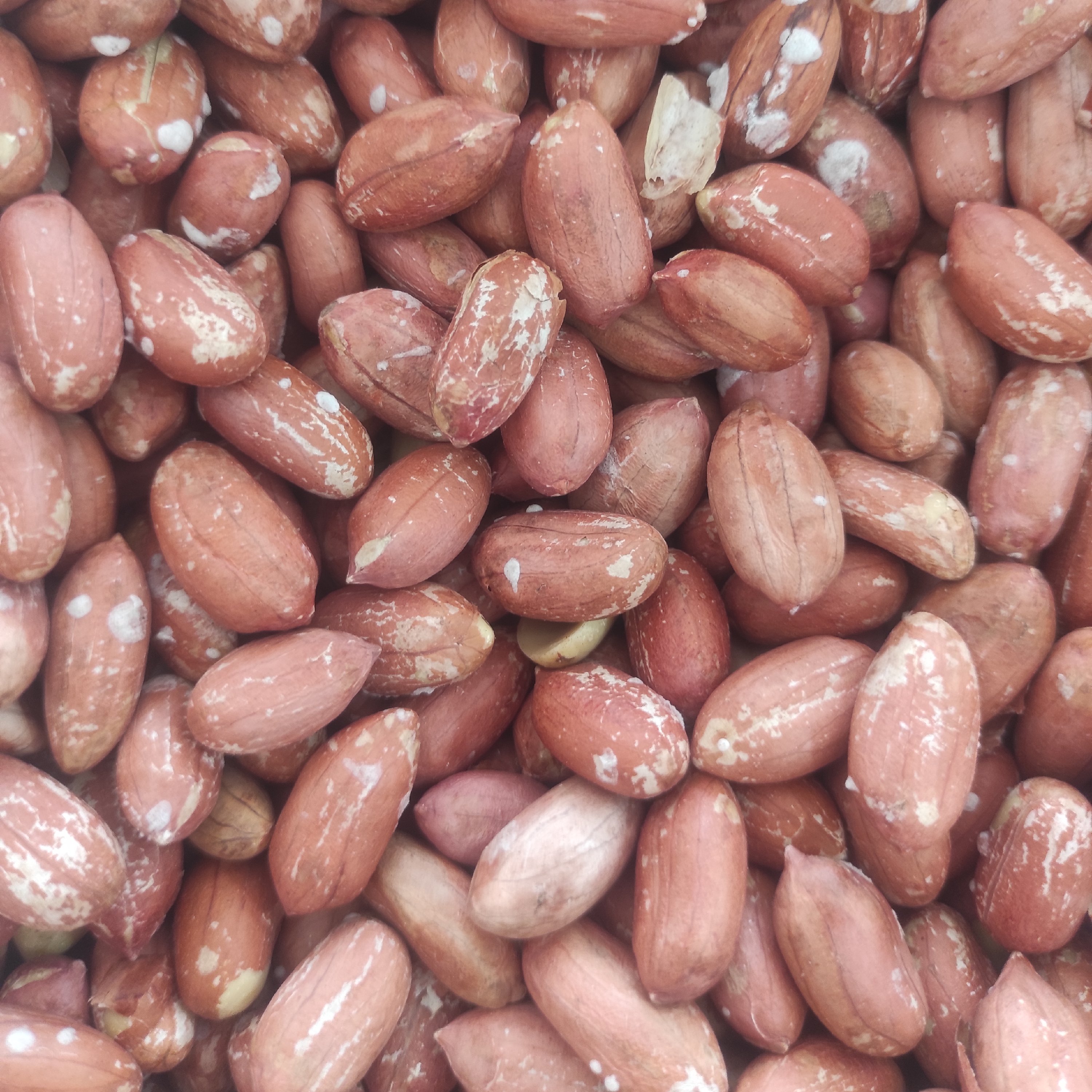 بادام زمینی آستانه درجه یک(500گرم)