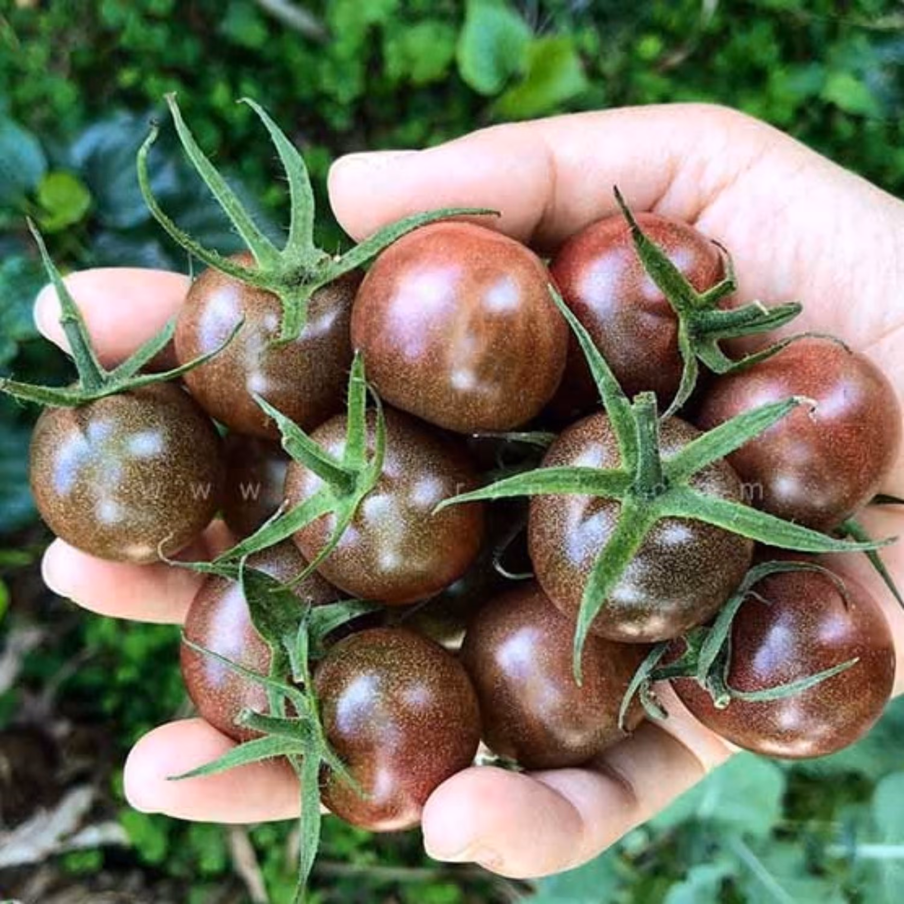بذر گوجه  شکلاتی  (30 بذر)