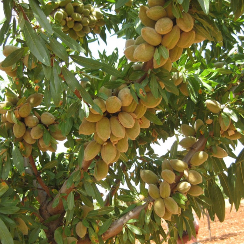 بادام ربیعی با پوست سبز درجه یک 