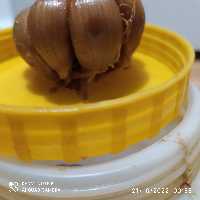 سیر  با سرکه سیب  پنج سال  تضمبنی