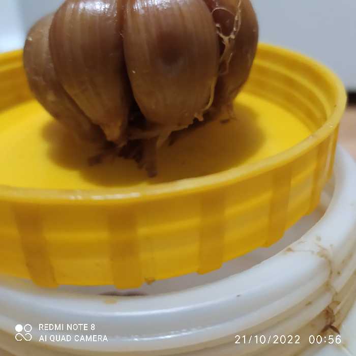 سیر  با سرکه سیب  پنج سال  تضمبنی