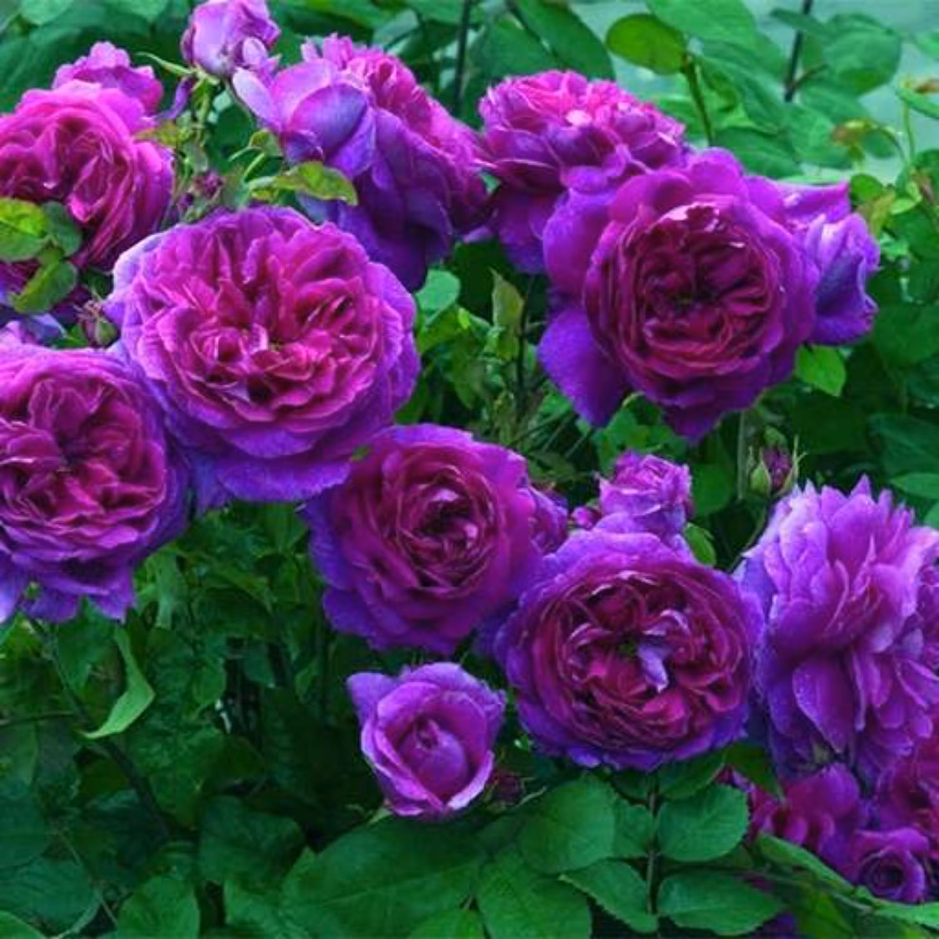 بذر رز رونده بنفش 5 عددی