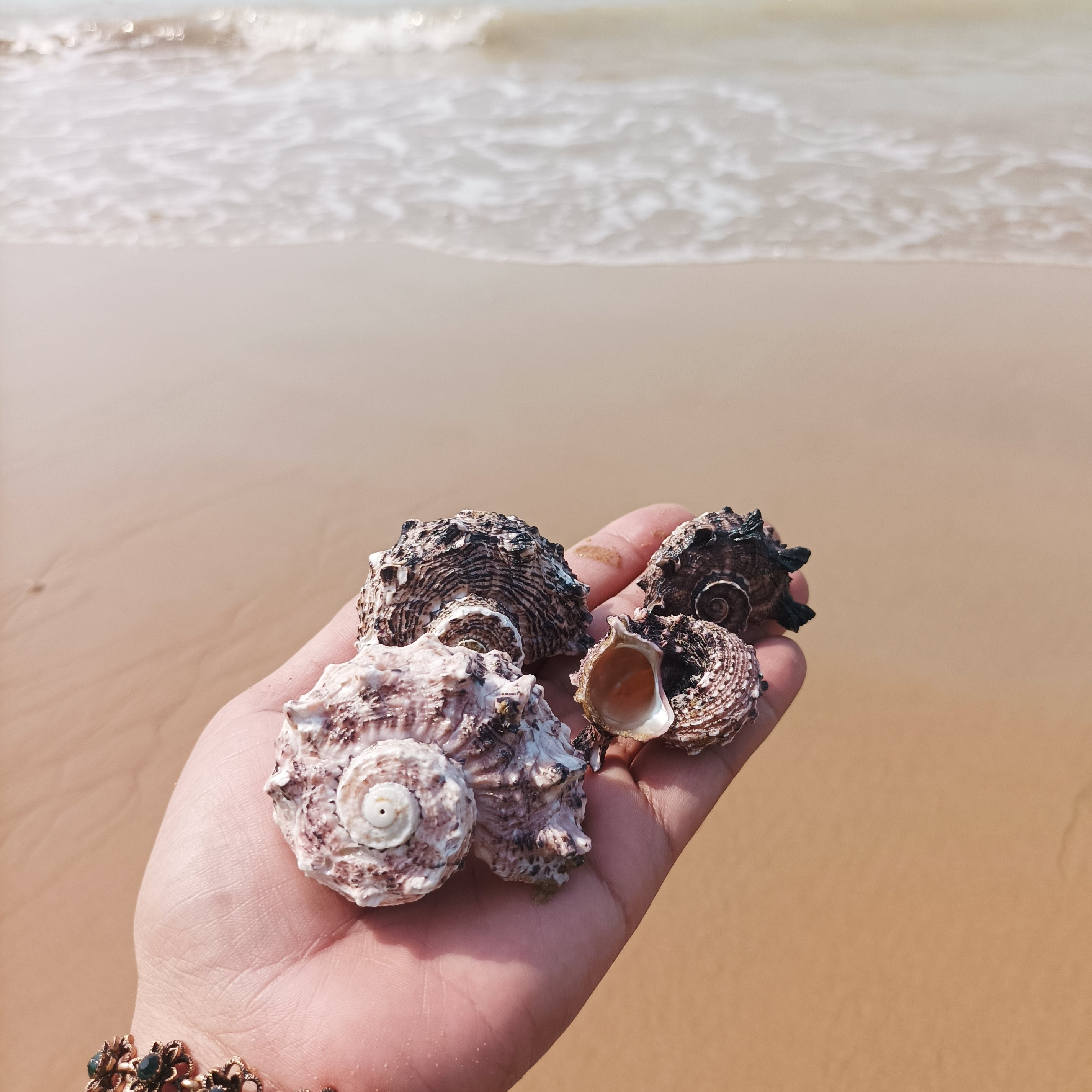 حلزون فسیلی زیبا با رنگ  طبیعی بنفش مناسب دکوری