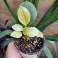 قاشقی نئون سایز نشا،هزینه ی ارسال به عهده ی مشتری محترم پسکرایه