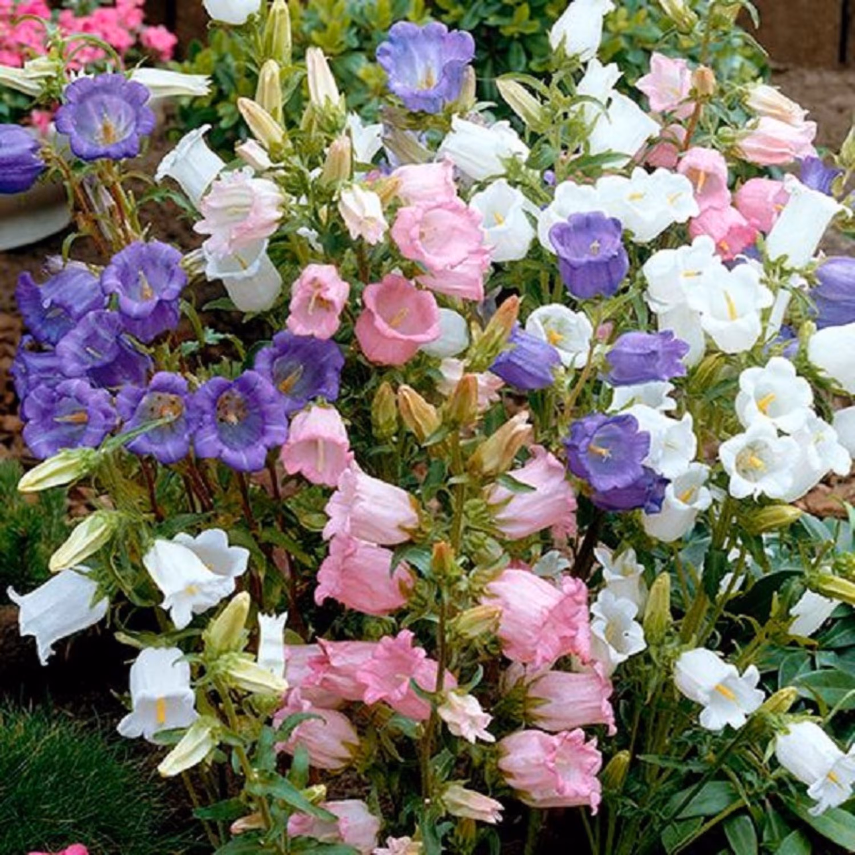 بذر گل استکانی الوان (زنگوله ای)