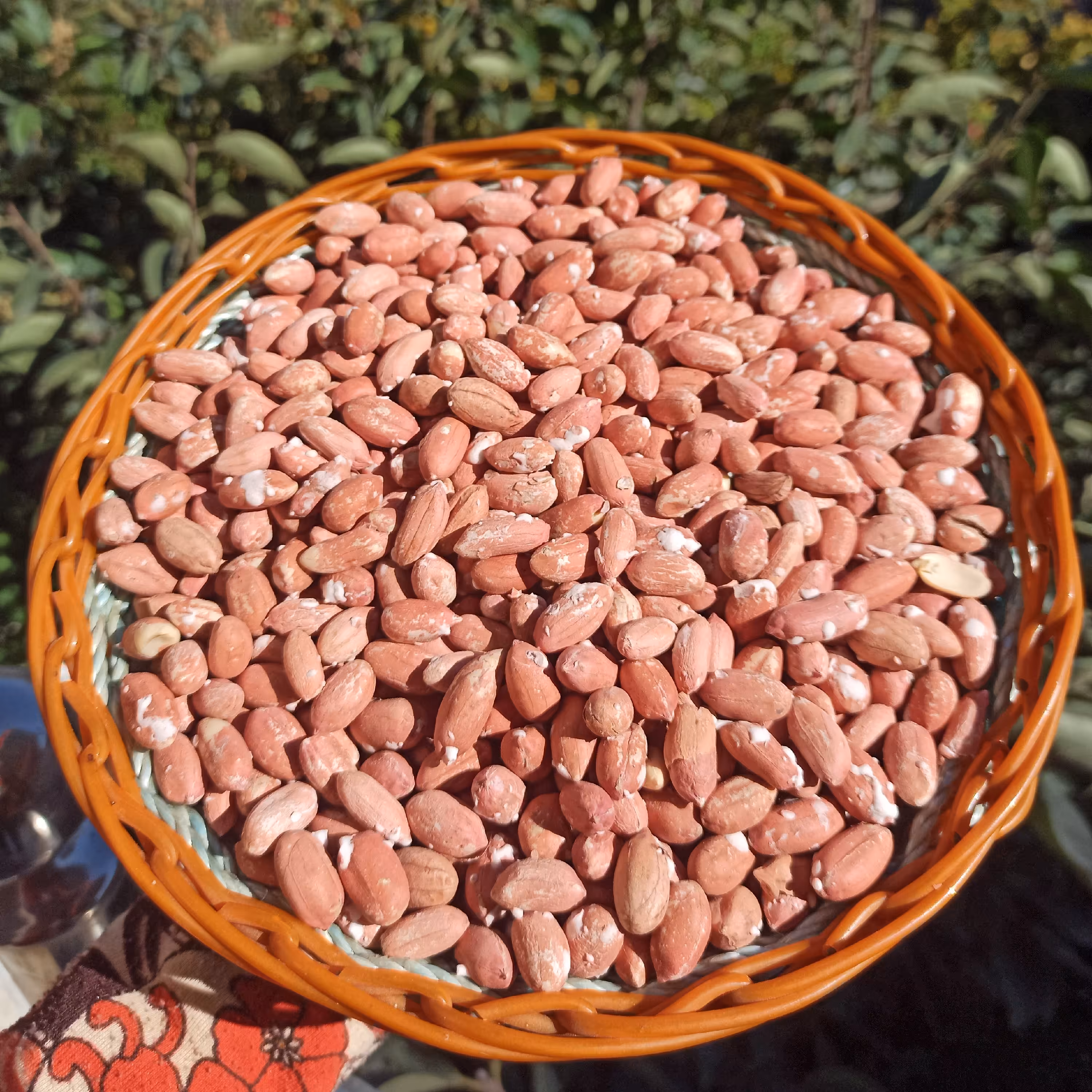 بادام زمینی درجه یک آستانه (1000گرمی)