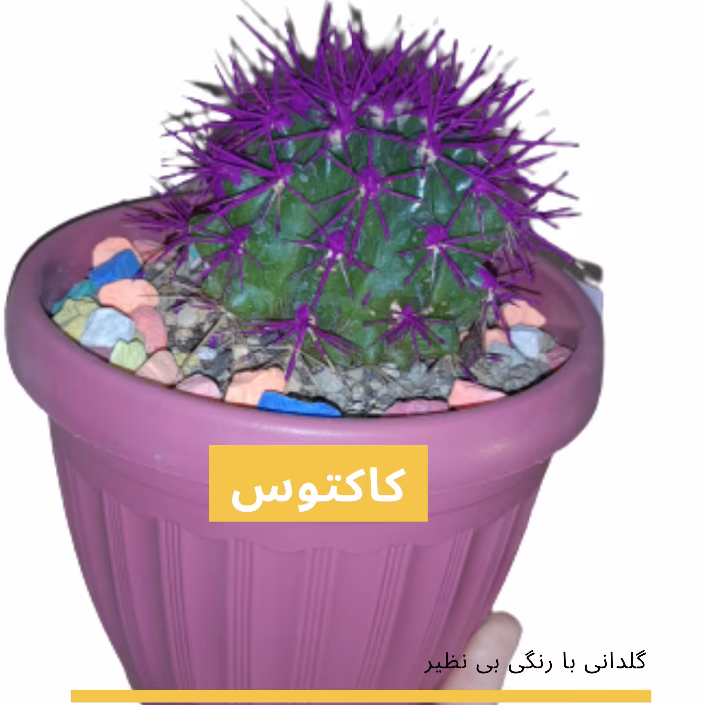 کاکتوس با گلدان رنگ بنفش