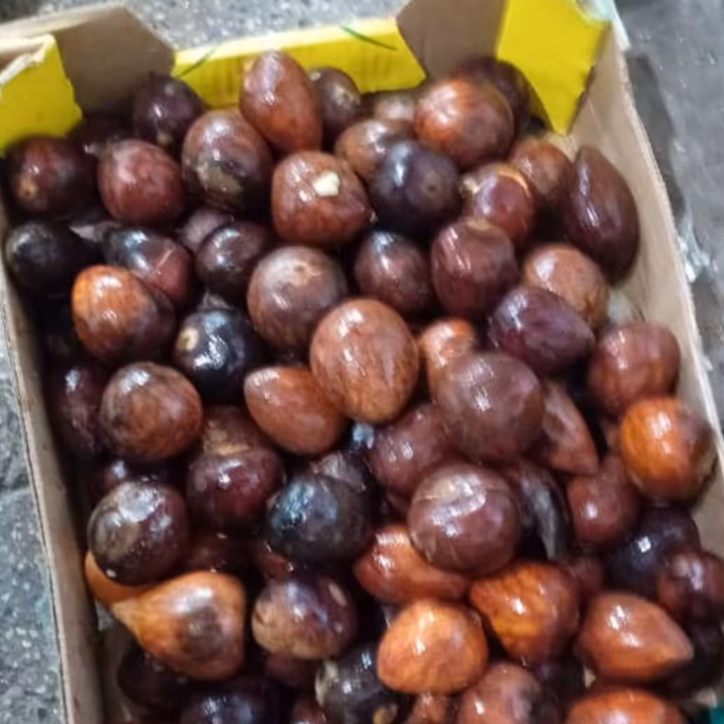بذر آووکادو