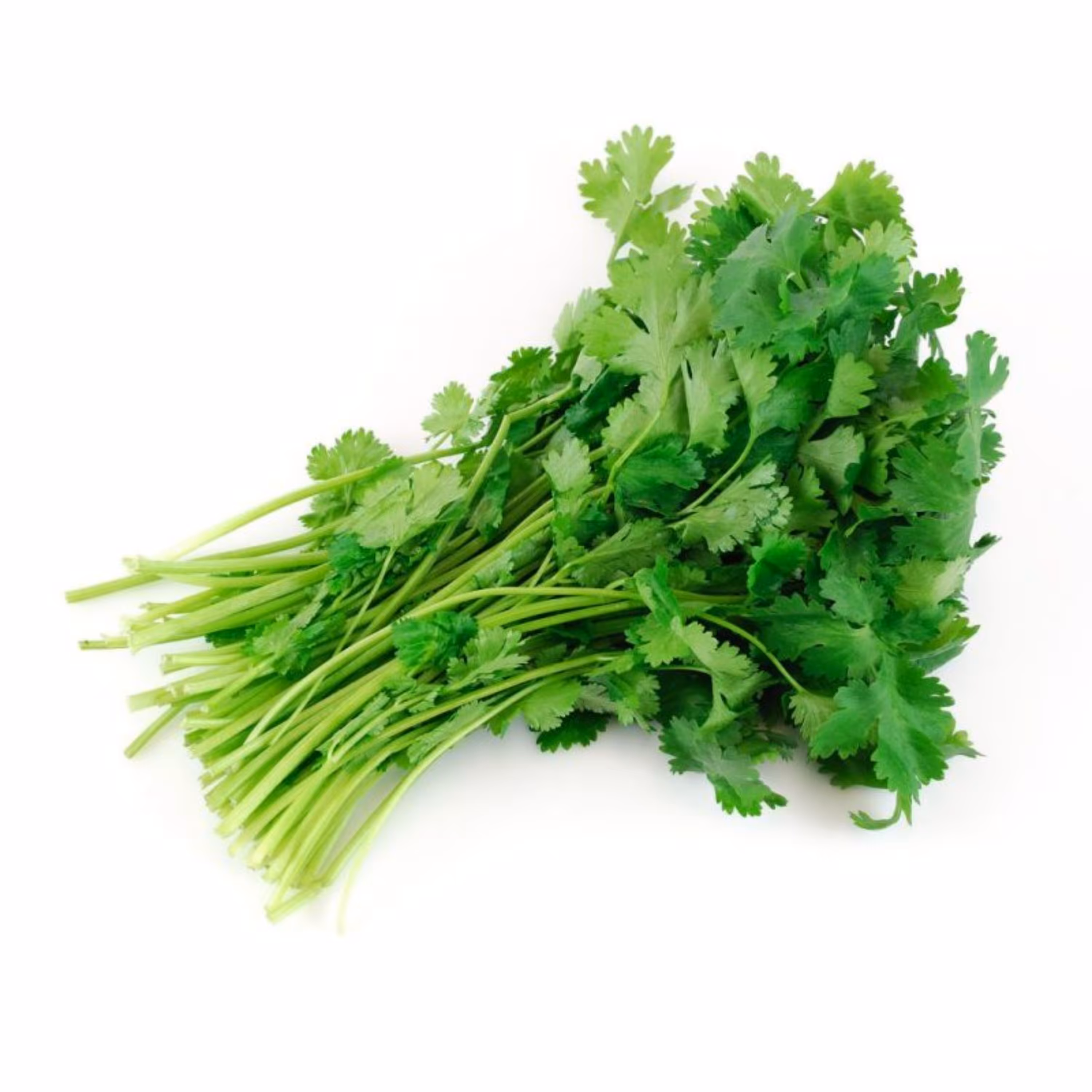 بذر سبزی گشنیز اصیل ایرانی بسته 10 گرمی