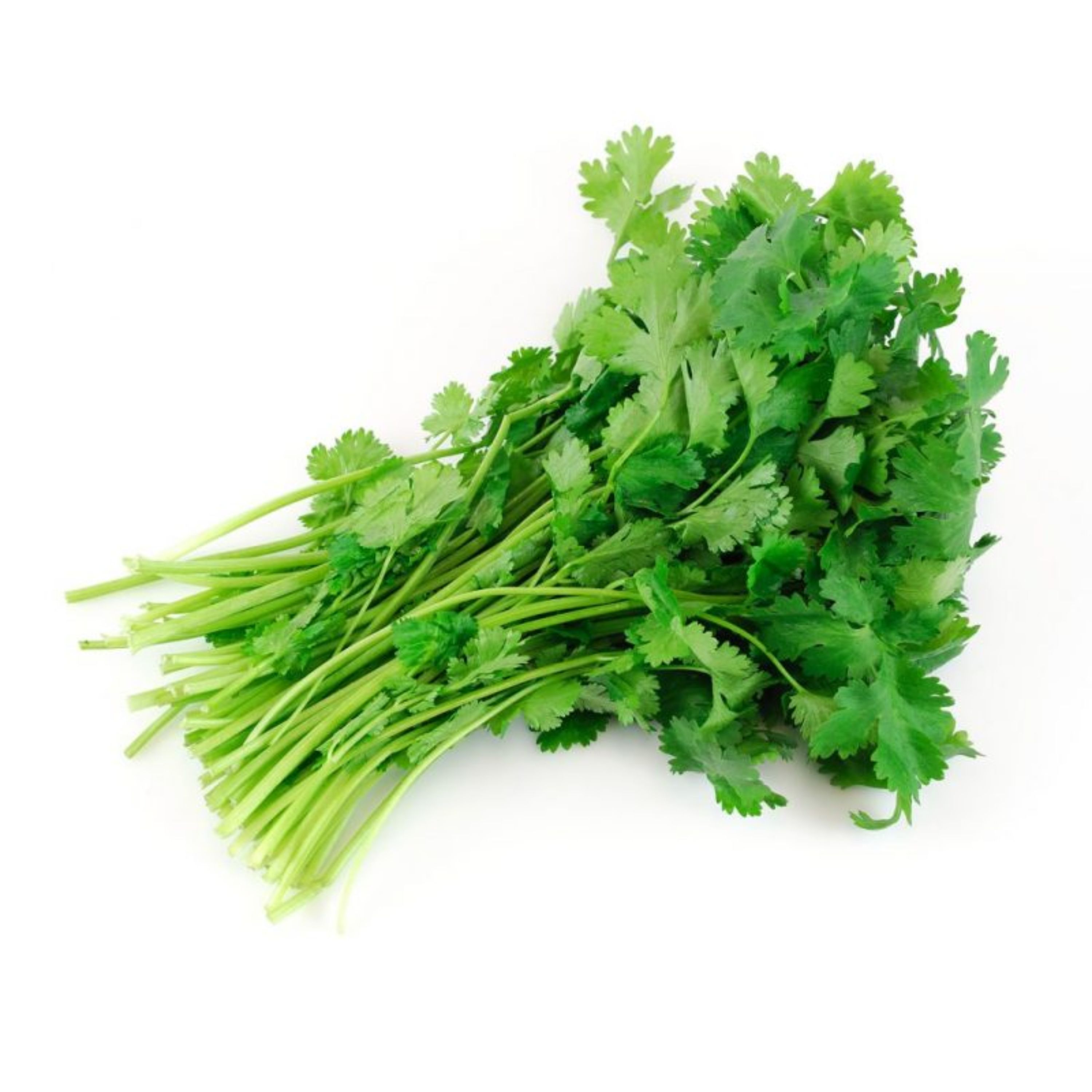 بذر سبزی گشنیز اصیل ایرانی بسته 10 گرمی