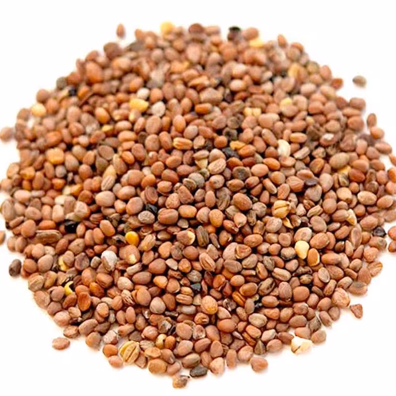 بذر سبزی تربچه ایرانی ممتاز فدک (باغچه خانگی)