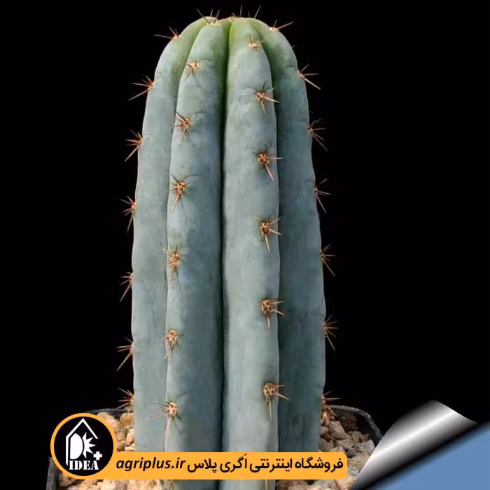 بذر کاکتوس Trichocereus Macrogynus Var. Pachanoi
