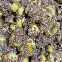 زیتون پرورده آنیمان