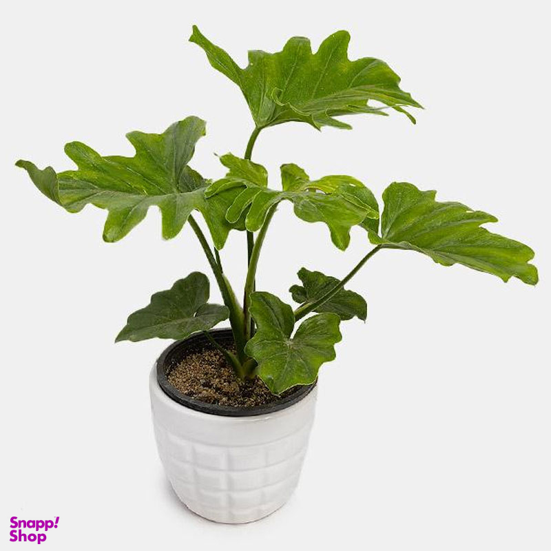 گلدان طبیعی برگ انجیری سایز متوسط