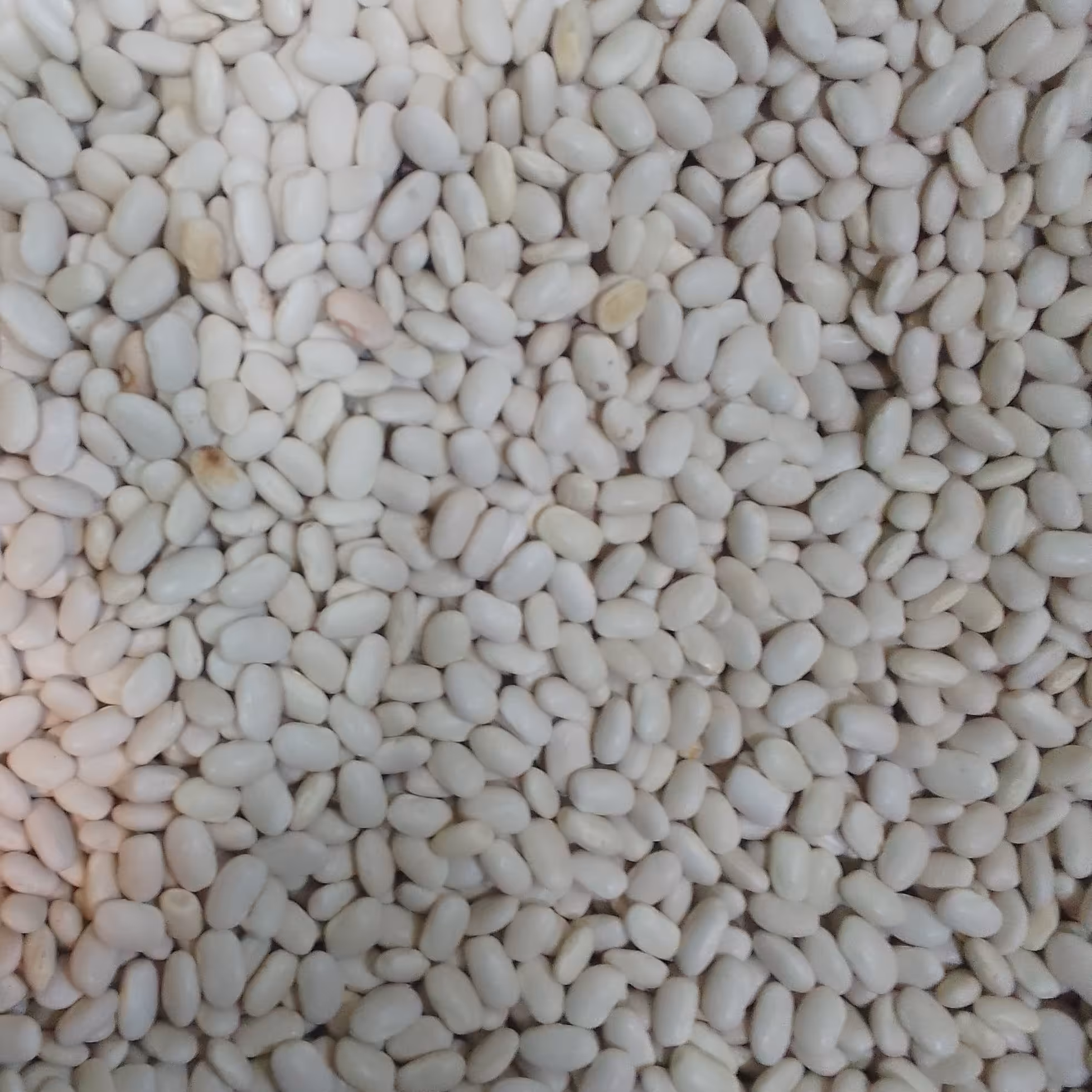 لوبیا سفید (400 گرم)