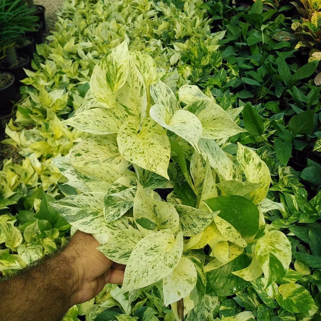 پتوس مرمری بسیار پر و با کیفیت دارای شاخه های آویز سایز سطل شماره 4(هزینه ارسال بضورت پس کرایه)