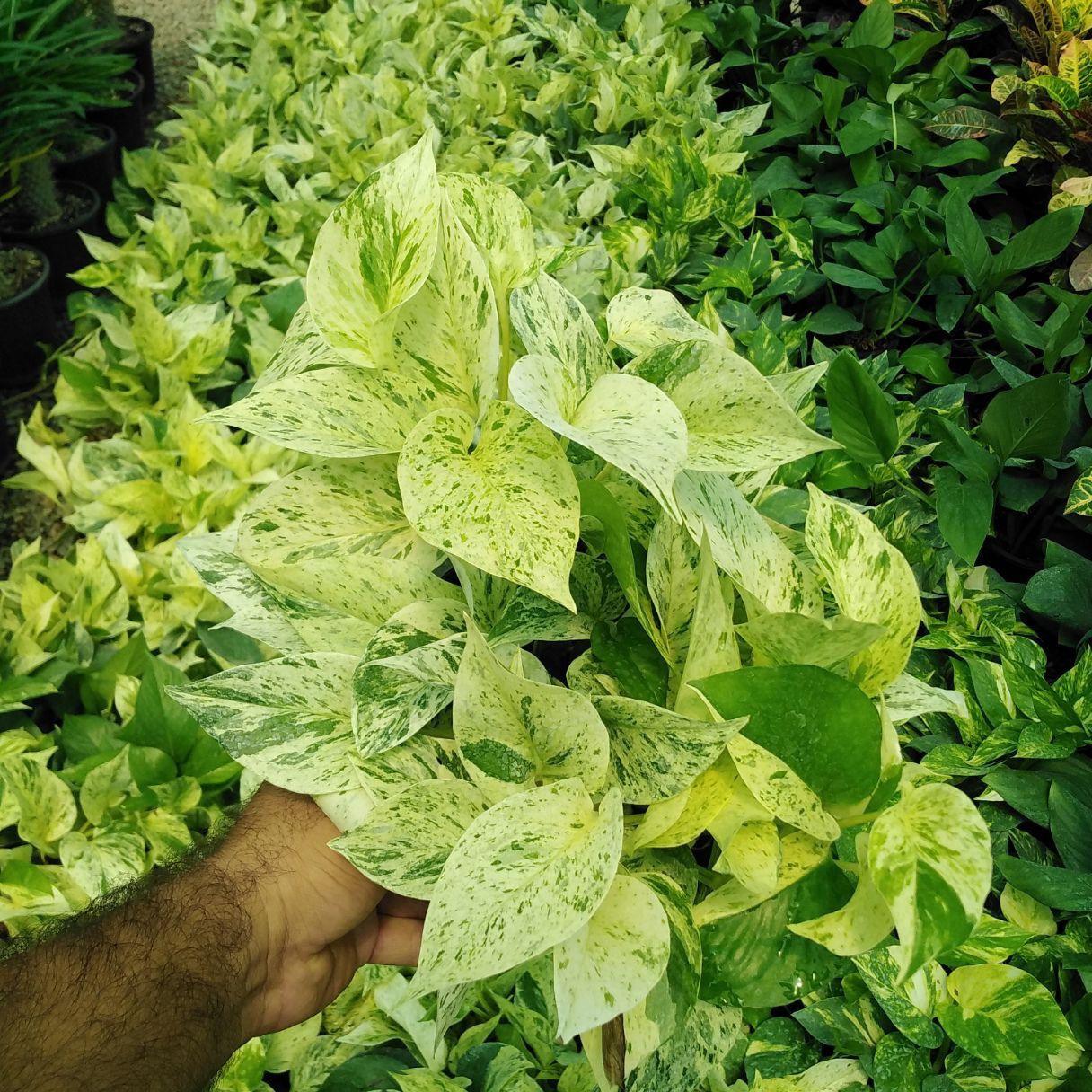 پتوس مرمری بسیار پر و با کیفیت دارای شاخه های آویز سایز سطل شماره 4(هزینه ارسال بضورت پس کرایه)