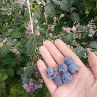 میوه استوایی بلوبرری