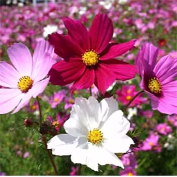 بذر گل ستاره ای الوان