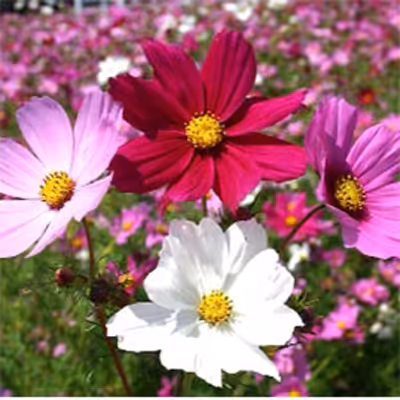 بذر گل ستاره ای الوان