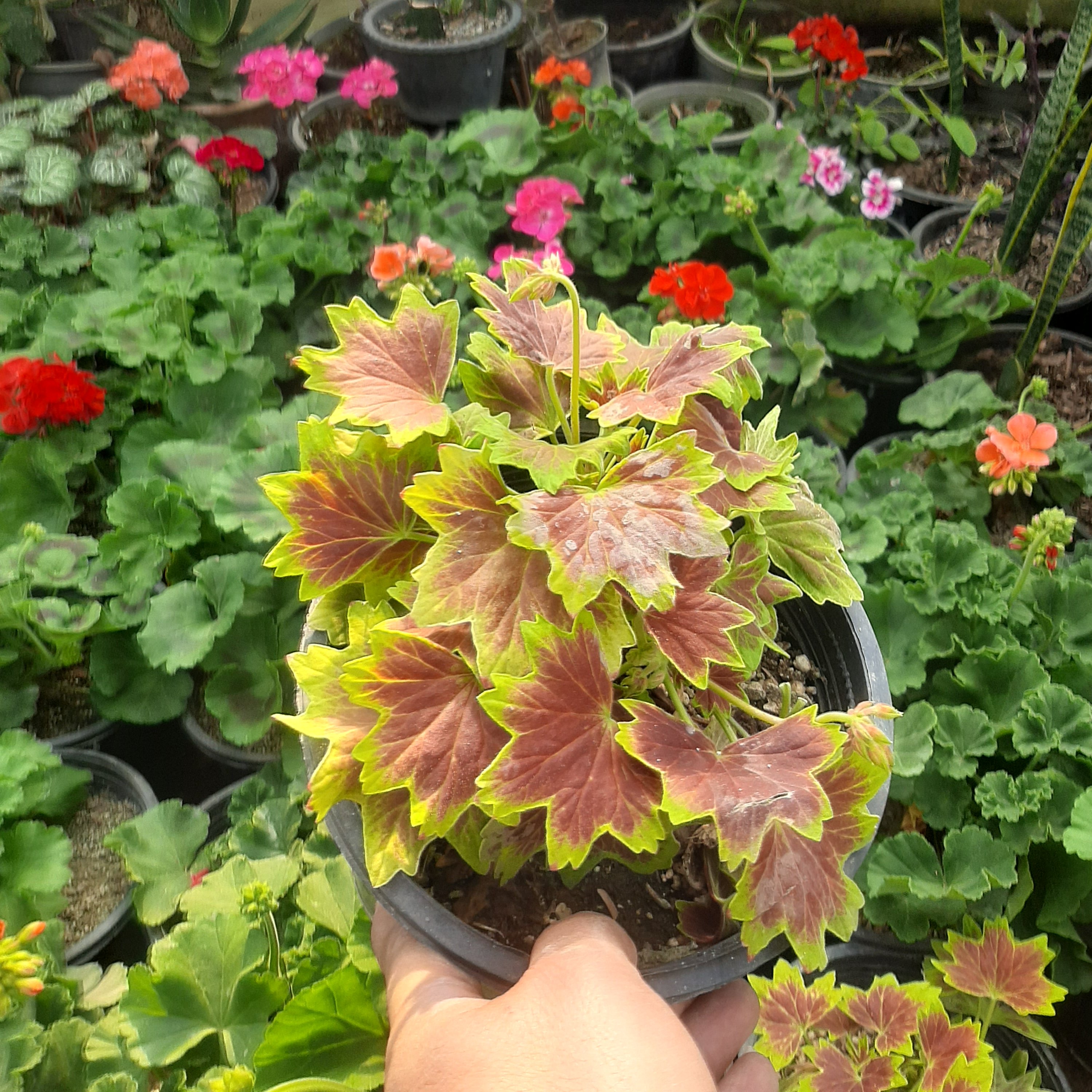 شمعدانی چناری