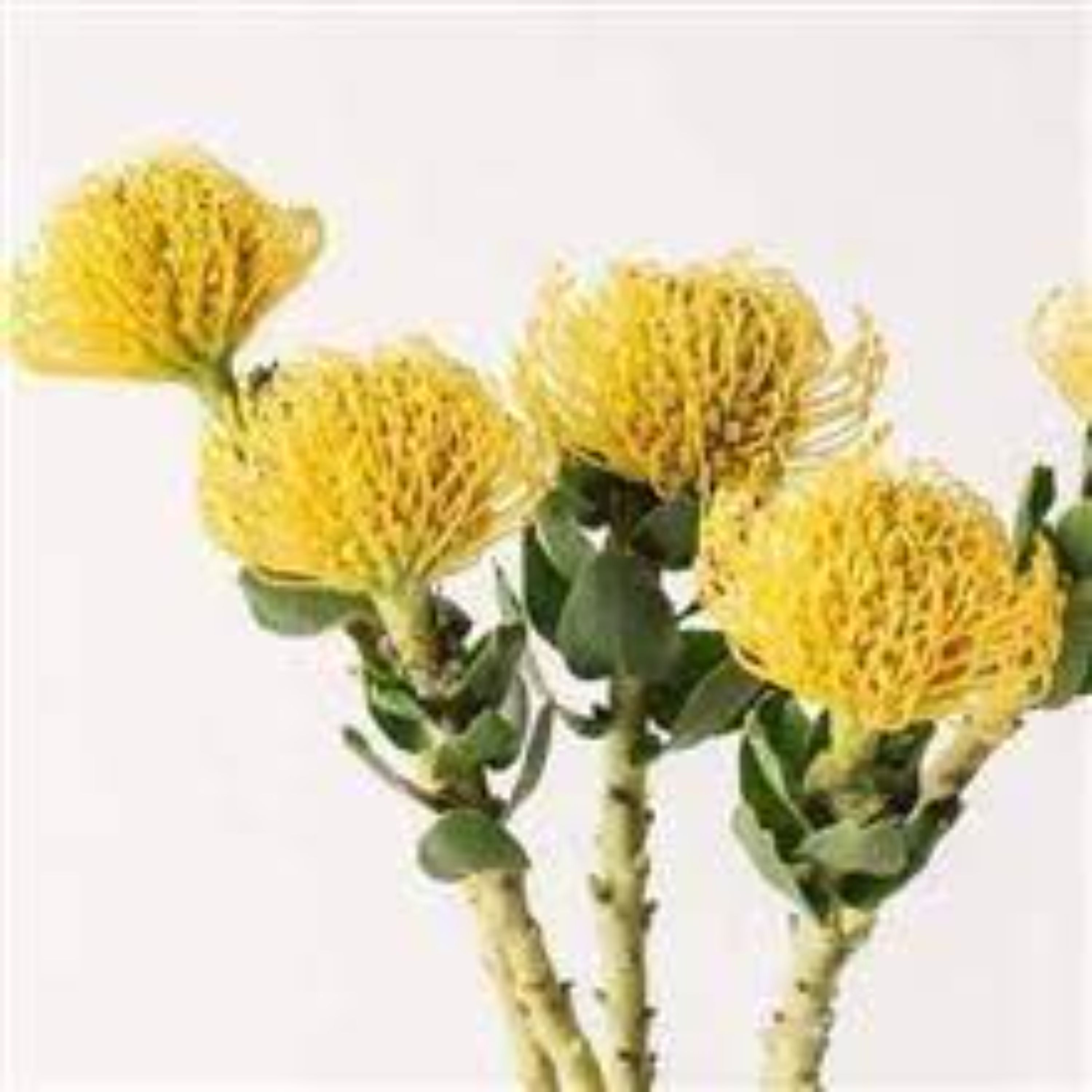بذر درختچه پروتیا گل زرد 2عددی