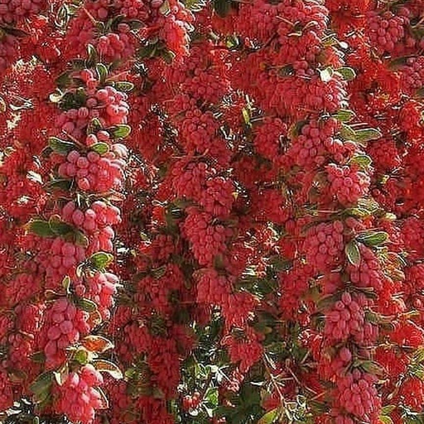 زرشک ممتاز  درجه ی یک  ما به هیچ عنوان محصول  درجه ی دو و سه  فروش نداریم