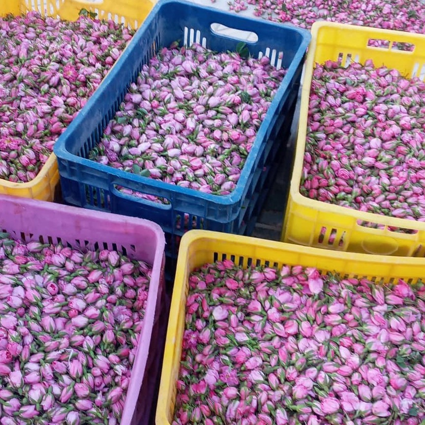 گل محمدی(1 کیلو گرم )