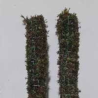 قیم در سایزهای مختلف