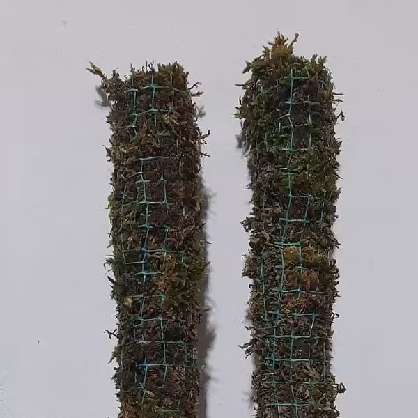 قیم در سایزهای مختلف