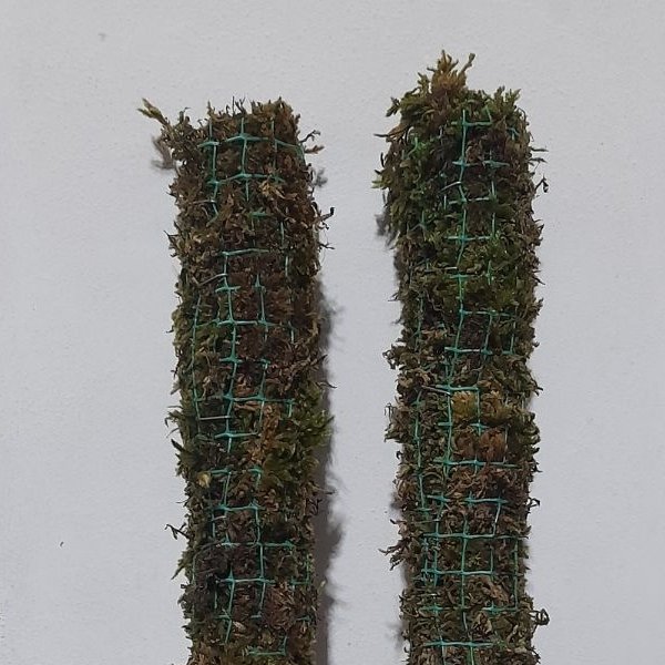 قیم در سایزهای مختلف