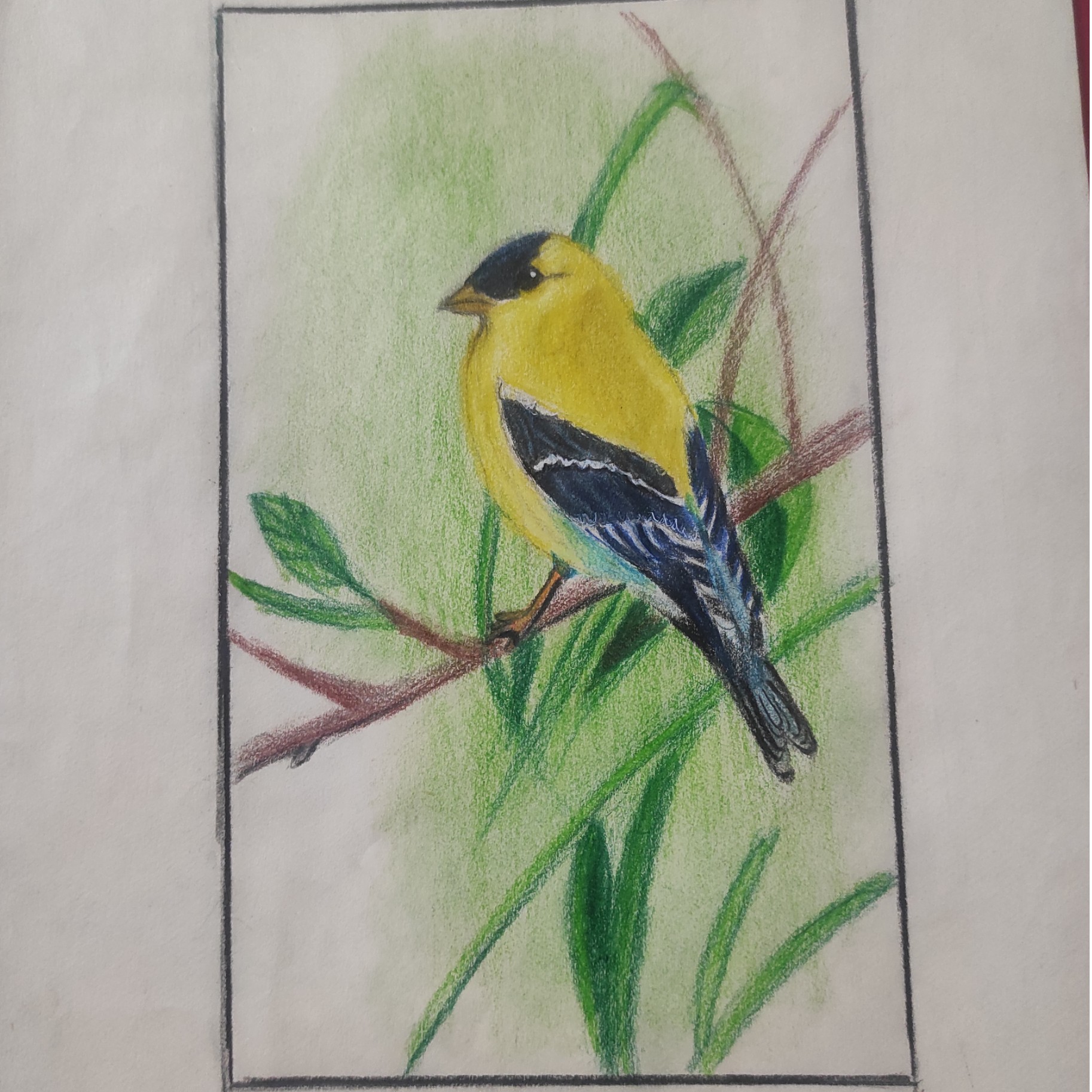 سفارش نقاشی مداد رنگی پرنده سایز A5 (بدون قاب)
