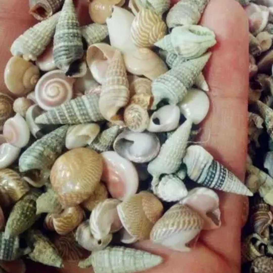 صدف مخلوط  ریز