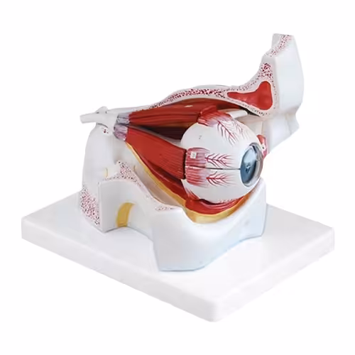 مولاژ چشم انسان با نمایش ماهیچه